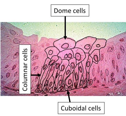 <ul><li><p>Cuboidal cells at bottom and dome shaped cells at top</p></li></ul><p></p>