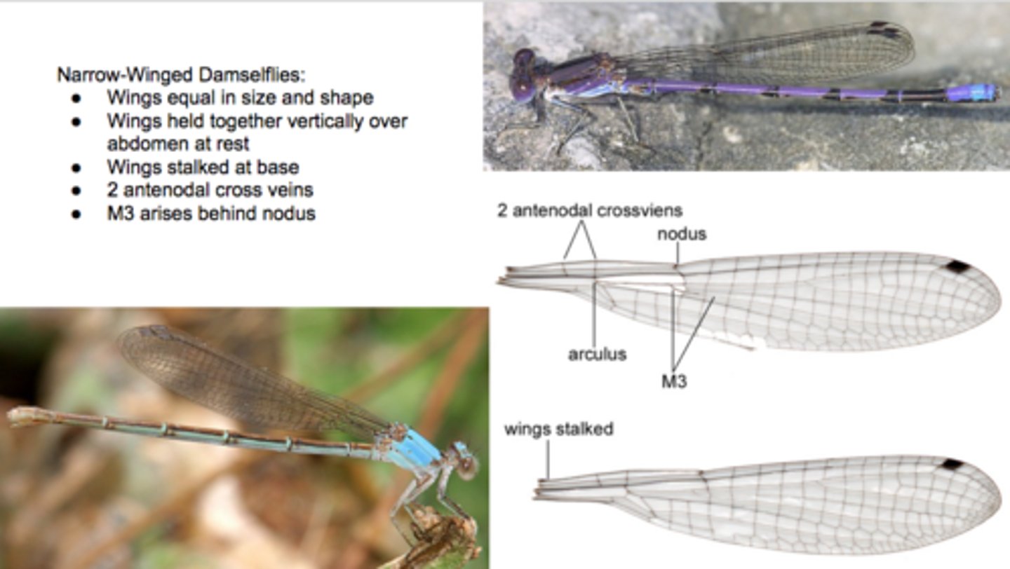 <p>•Suborder Zygoptera</p><p>•Pond Damsels</p><p>•Wings are stalked</p><p>•2 antenodal crossveins</p><p>•Triangle cell is trapezoidal</p>