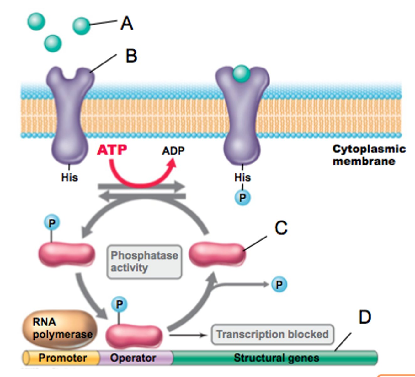<p>a protein in a cytoplasmic membrane which serves as a receptor for environmental signals and subsequently activates the response regulator via phosphorylation (B in this figure)</p>