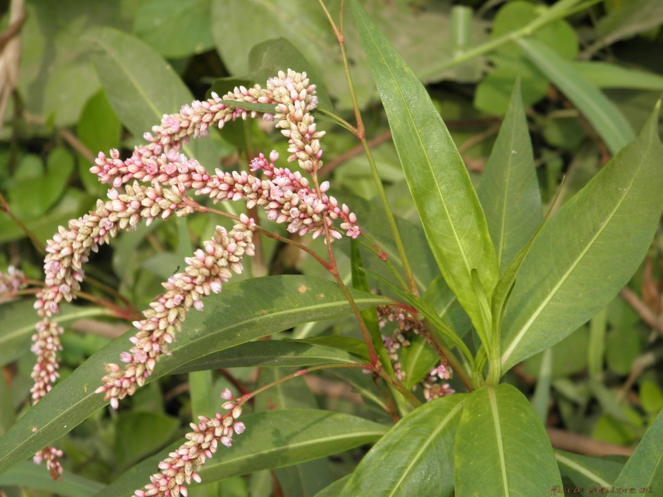 Smartweed:

Riparian, pink flowers, with long, smooth pointed leaves