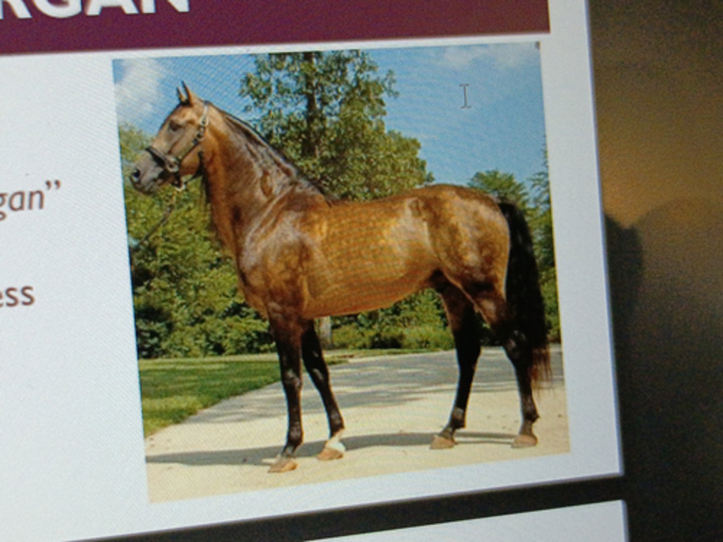 <p>America/s first breed of light</p><p>horse</p><p>¡ Descended from "Justin Morgan"</p><p>(foundation sire)</p><p>¡ Use as coach horse &amp; harness</p><p>racing</p><p>¡ Compact, refined breed</p><p>¡ Color: bay, black, chestnut</p><p>variation of pinto</p>