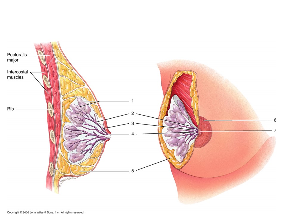 <p>Identify the Lactiferous duct</p>