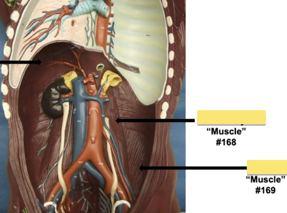 <p>Label muscle #169</p>