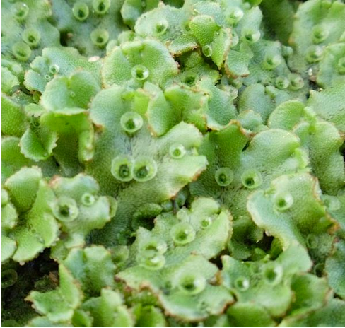 <p>Liverworts </p>