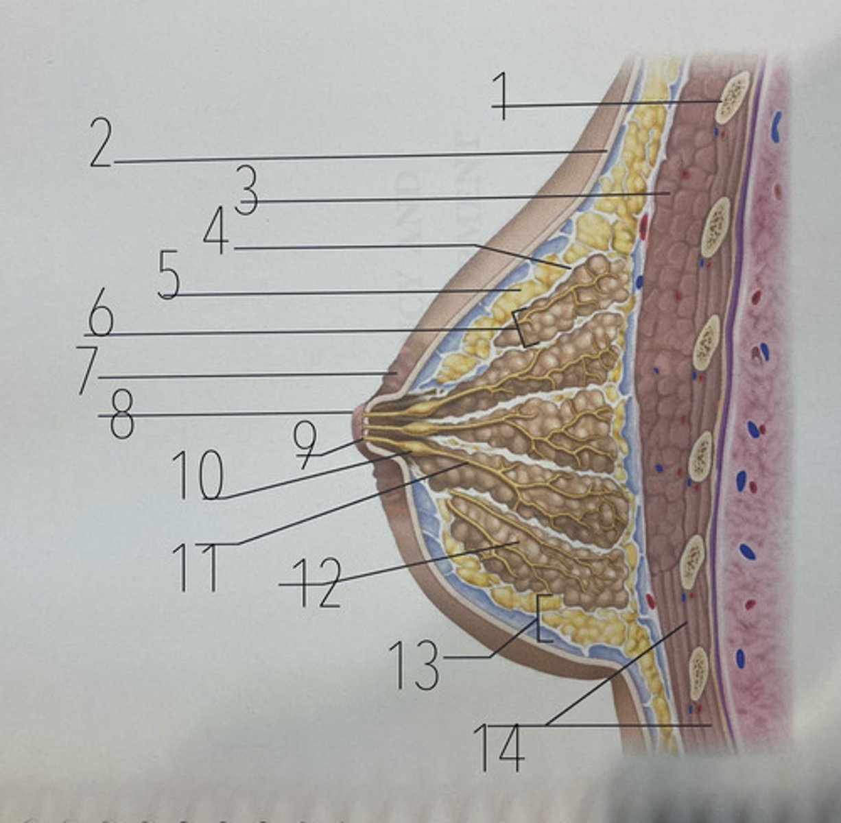 <p>9</p>