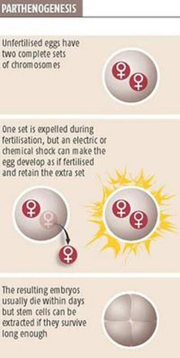 <p>reproduction from an ovum without fertilization, especially as a normal process in some invertebrates and lower plants.</p><p>Women only!!</p>