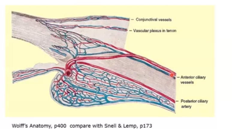 <p>blood vessels of the anterior eye </p>