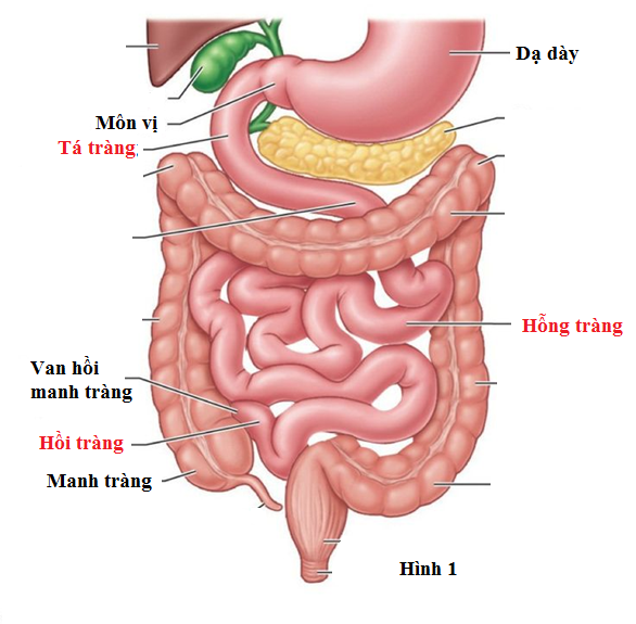 <p>C. Thường cuộn lại thành 14 – 16 quai ruột</p><ul data-type="taskList"><li data-checked="true" data-type="taskItem"><label><input type="checkbox" checked="checked"><span></span></label><div><p>A. Tá tràng <strong>dài</strong> <u>25cm</u>, <strong>đường kính</strong> <u>3-4cm</u></p></div></li><li data-checked="true" data-type="taskItem"><label><input type="checkbox" checked="checked"><span></span></label><div><p>B. <u>3</u> phần: tá tràng + hỗng tràng + hồi tràng</p></div></li><li data-checked="true" data-type="taskItem"><label><input type="checkbox" checked="checked"><span></span></label><div><p>D. Hồi tràng ở bên <u>phải</u> ổ bụng</p></div></li></ul><p></p>