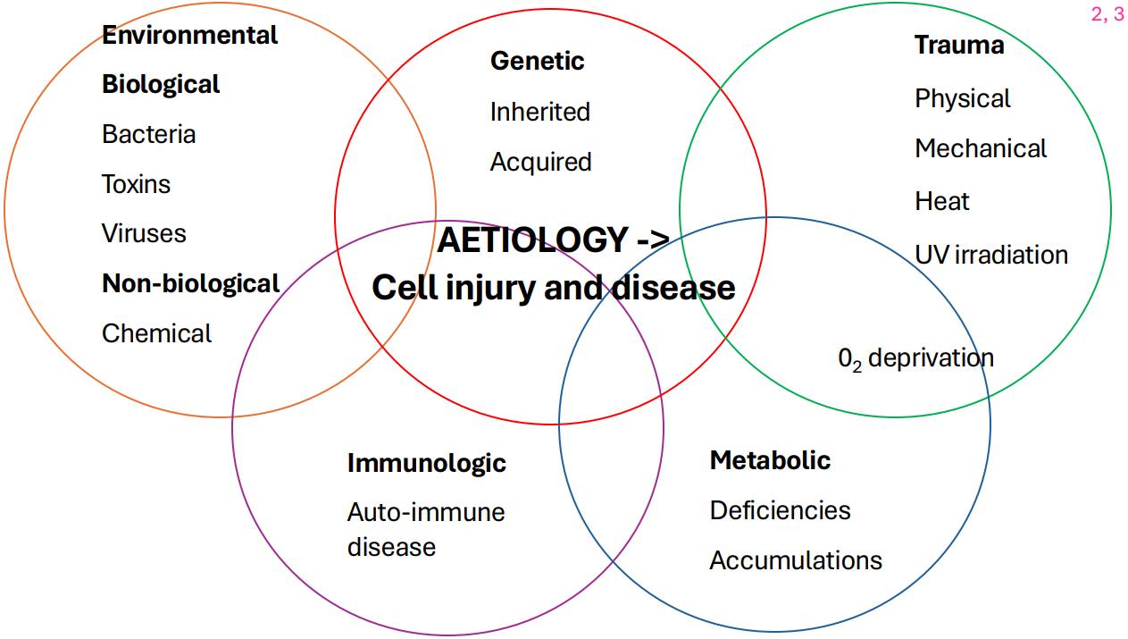 <p>Aetiology Diagram</p>