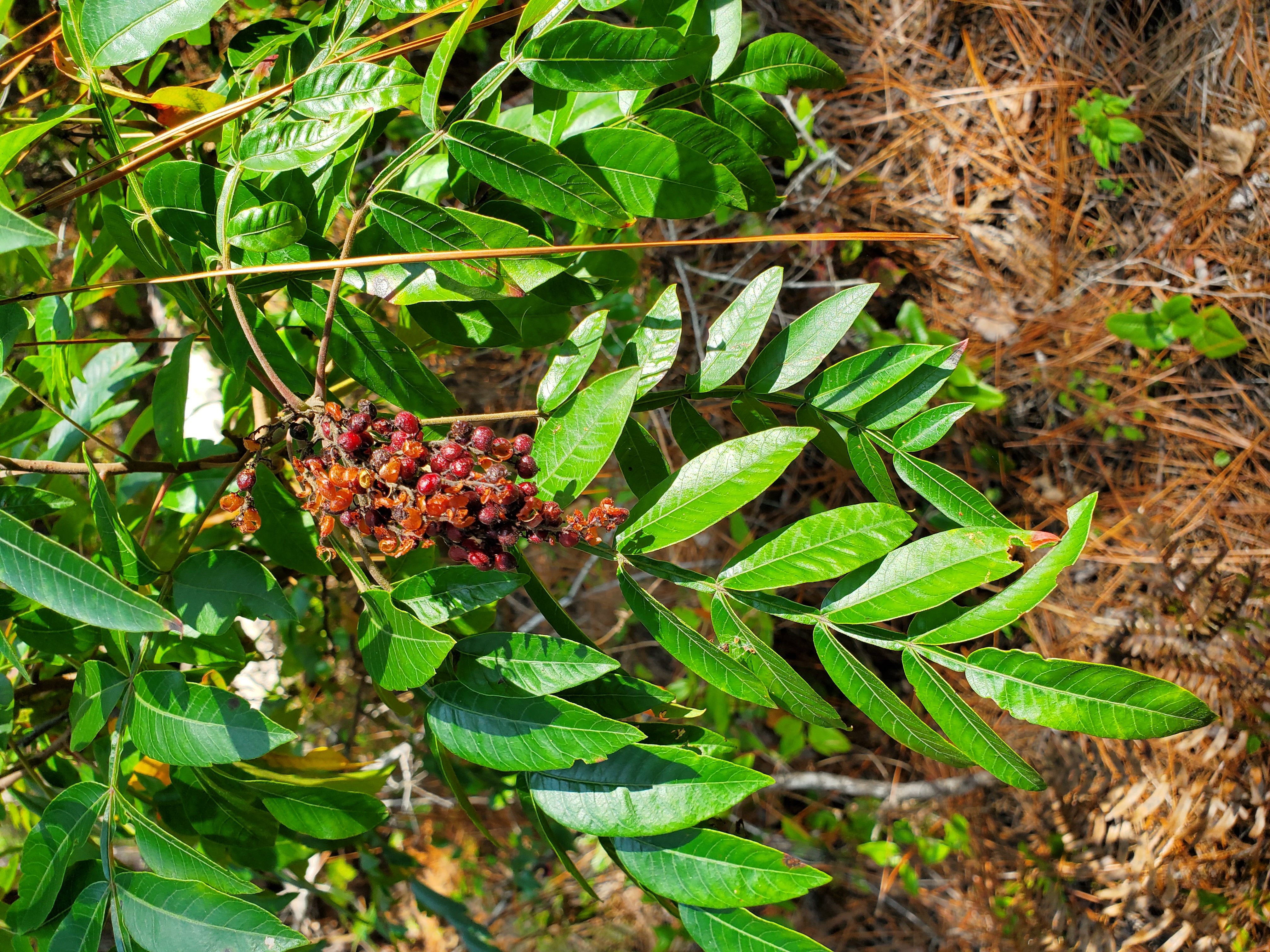 <p>What is the common name?</p>