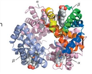 <p>tetramer (4x subunits) </p><p>4 hemes, 4 O<sub>2</sub> binding sites </p><p><span><span>α</span><sub><span>2</span></sub></span><span>β</span></p><p><span>common structural motif as myoglobin </span></p><p><span>heme prosthetic group (oxygen and CO can bind) </span></p>