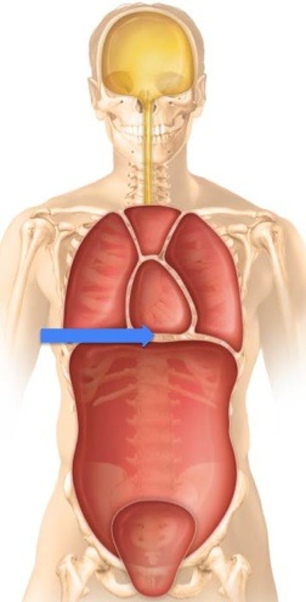 <p>Label the cavity in which the arrow is pointing.</p>