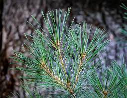 eastern white pine