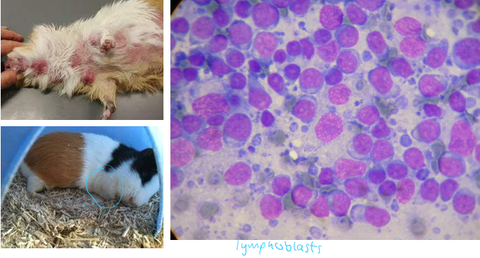 <p>Common</p><p>3 forms - multicentric and highly malignant, epitheliotropic T cell, retroviral leukaemia</p><p>Diagnosis - cytology of peripheral lymph glands/skin, haematology, US scan</p><p>Treatment - Lomustine, L-asparaginase, palliative prednisolone, euthanasia</p><p>Poor prognosis</p>
