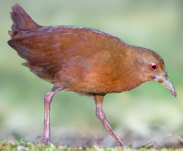 <p>What bird is this?</p>