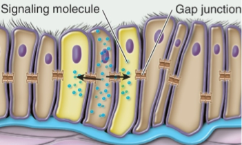 <p>Direct Signaling</p>