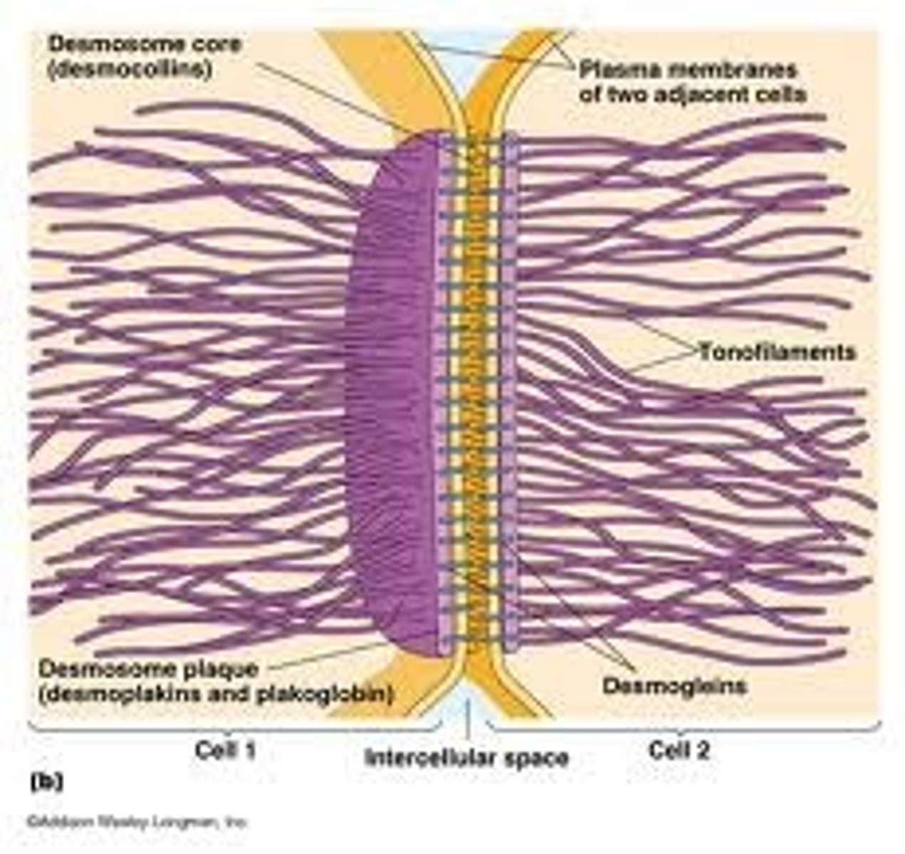 <p>These cell junctions are linked very closely and prevent movement of membrane proteins, in the skin for example or in the role mainting the polarity of the cells of the intestine.</p>
