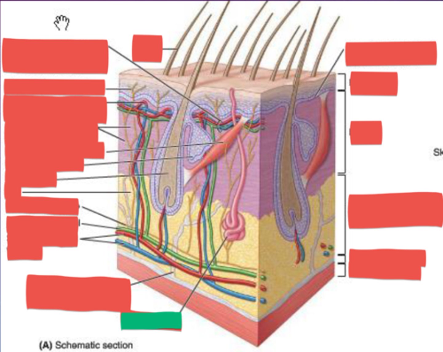 knowt flashcard image