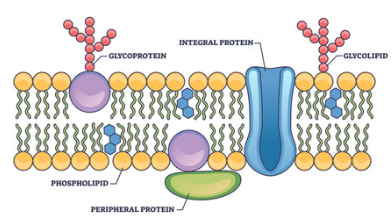 <p>important for cell to cell recognition</p><p>glycolipids are carbohydrates bonded to lipids</p><p>glycoproteins are carbohydrates bonded to proteins,most abundant</p>