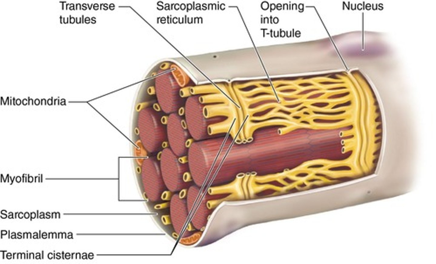 <p>Muscle → fasciculi → muscle fiber → myofibril → sarcomere.</p>