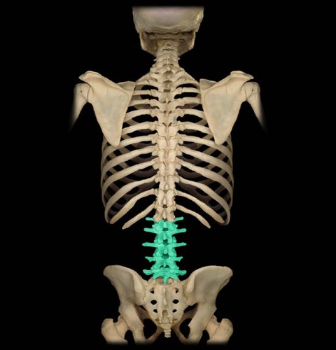 <p>Vertebrae of the lower back. 5 total</p>