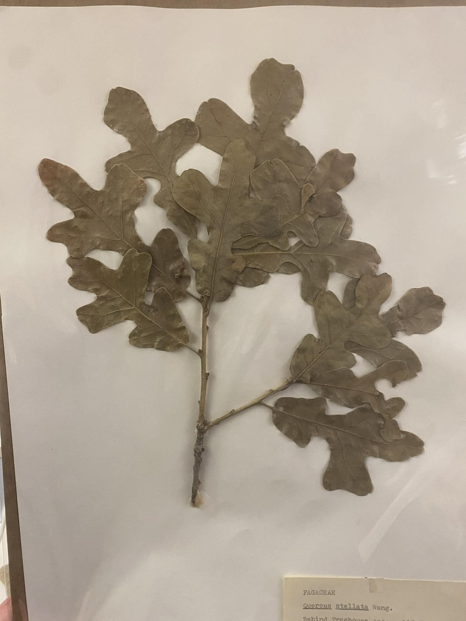 <p>Fagaceae, P, N, Quercus stellata, post oak</p>