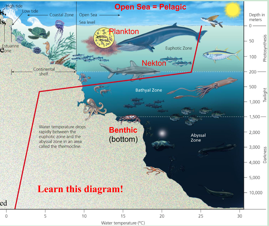 <p><strong>Euphotic Zone </strong>- warmer near-surface where Plankton and some Kekton live. Nutrients levels low but dissolved oxygen and sunlight high. </p><p><strong>Bathyal Zone</strong> - dimly lit middle zone(little sunlight and does not contain any photosynthesized produces. Zoo and small fish populate this zone </p><p><strong>Abyssal Zone</strong> - Dark + Cold, little dissolved oxygen. contain the Benthic. Most organism get their food from ma<u>rine snow - showers of dead and decaying organisms </u></p>