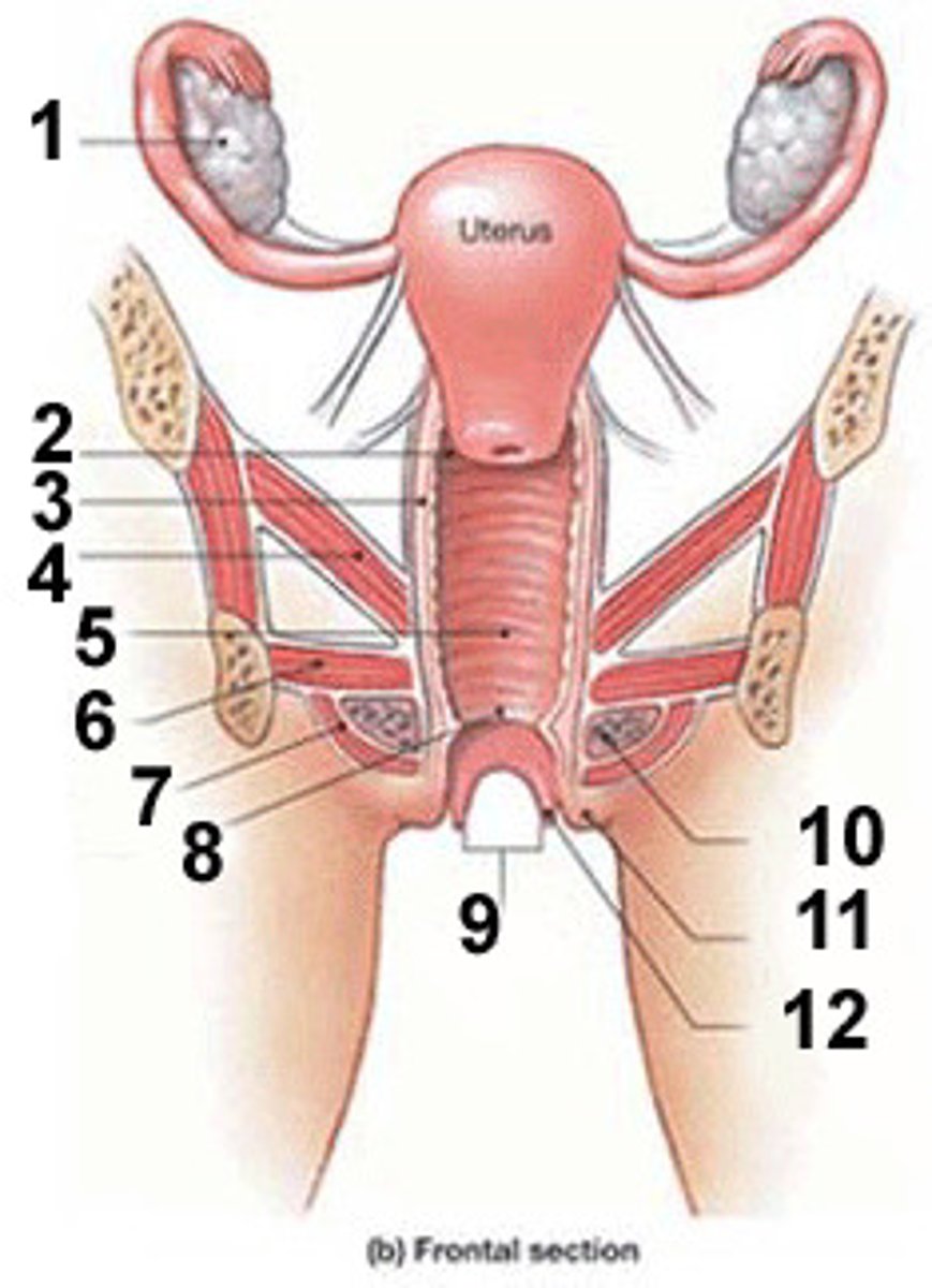 <p>(12)</p>