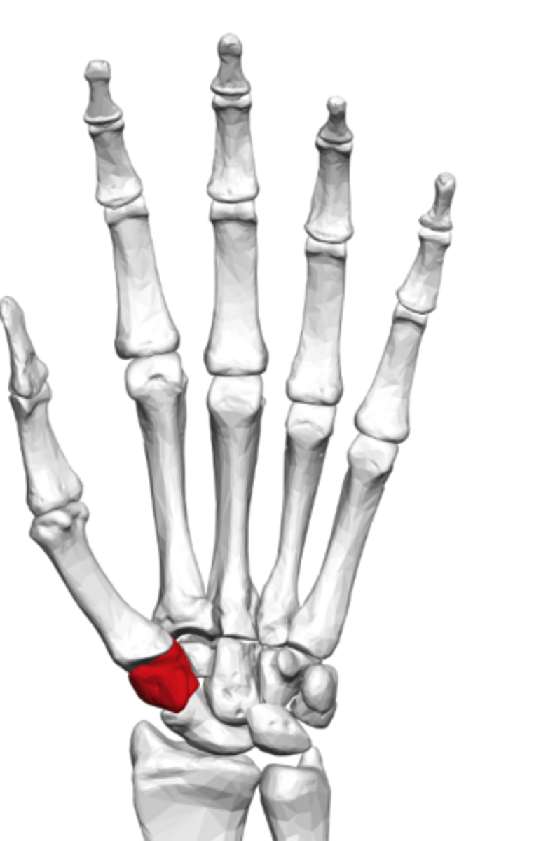 <p>a small, saddle-shaped carpal bone in the wrist located at the base of the thumb</p>