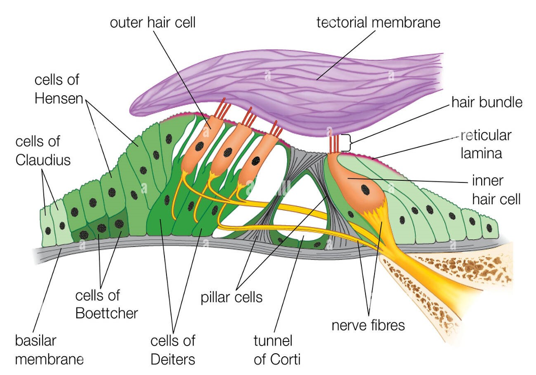 <p>cilia of the hair cells are deflected and ion channels open</p><p>cations flow from the endolymph into the hair cells</p><p>depolarisation takes place and an impulse is sent up the cochlear nerve</p><p>inner hair cells activate the afferent nerves</p><p>outer hair cells modify the response of the inner hair cells </p>