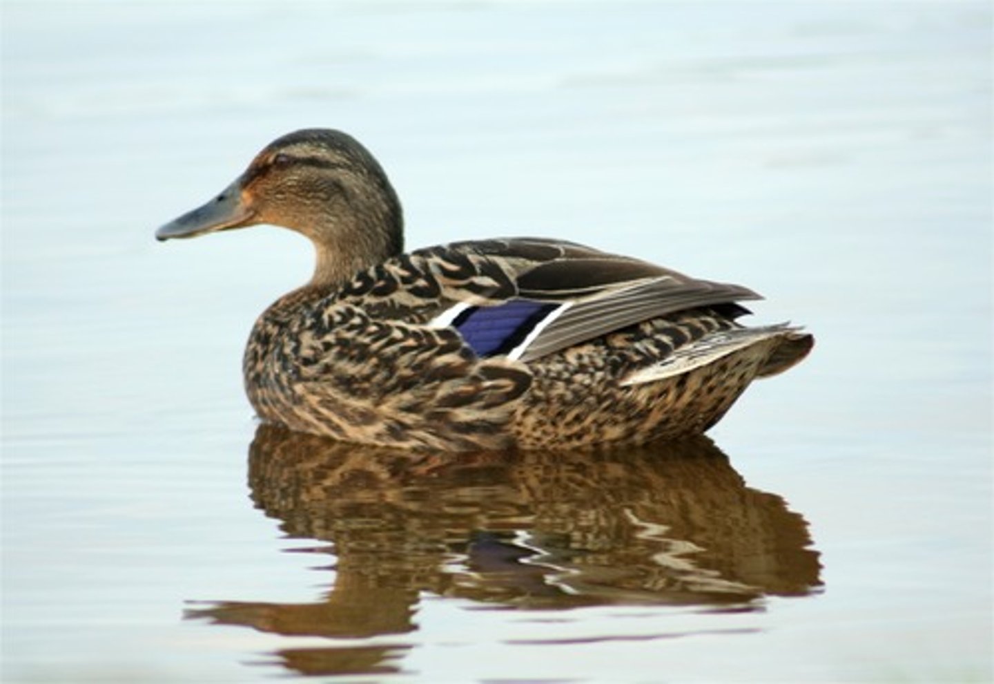 <p>Anseriformes</p>