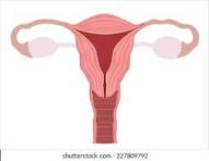 <p>Label the uterus </p>