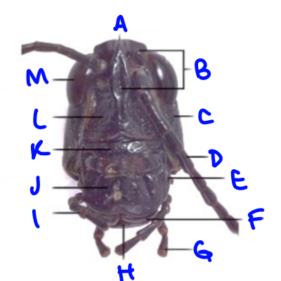 <p>G</p>
