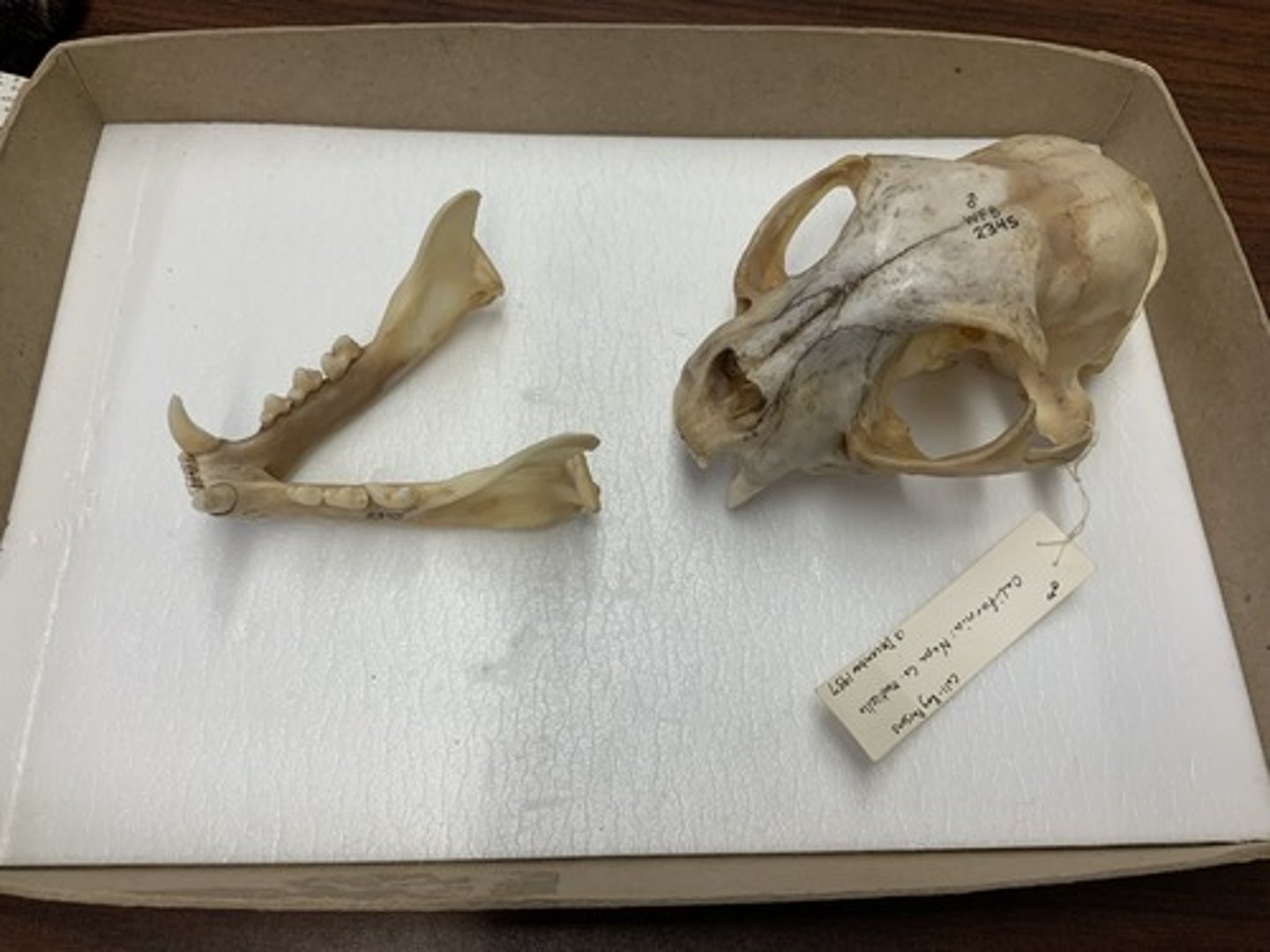 <p>Genus, species</p><p>-1 M (small), 2 PM</p><p>-smaller skull</p>
