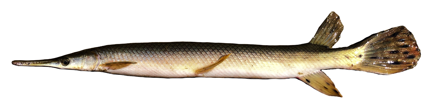 <p><span>Lepisosteidae;</span></p><p><span>Shortnose Gar;</span></p><p><span><span>Lepisosteus platostomus</span></span></p>