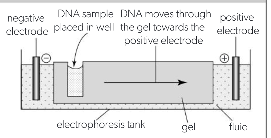<ul><li><p>separates mixtures of charged macromolecules using an electric current</p></li><li><p>electrodes placed at both ends of gel, DNA moves towards anode, wells into which DNA is loaded are at the cathode</p></li><li><p>gel restricts movement, small molecules move faster than larger ones</p></li><li><p>gel electrophoresis therefore separates DNA on the basis of size of molecule</p></li></ul><p></p>