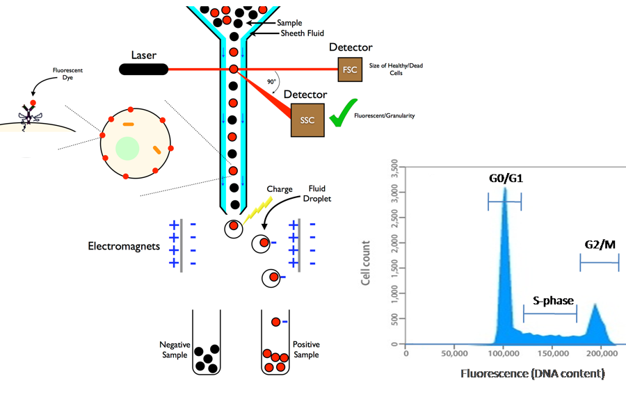 __flow cytometry__

* label cells with fluorescent dye (label DNA or protein markers)
* cells are passed one by one through a laser that excites fluorescence
* fluorescence is detected by a signal, allowing you to measure proportion of cells above a certain fluorescence threshold

\
__FACS: fluorescence activated cell sorting__

* after flow cytometry, cells are passed through a field
* a charge is applied based on fluorescence detection
* cells are separted into two collection cells based on charge