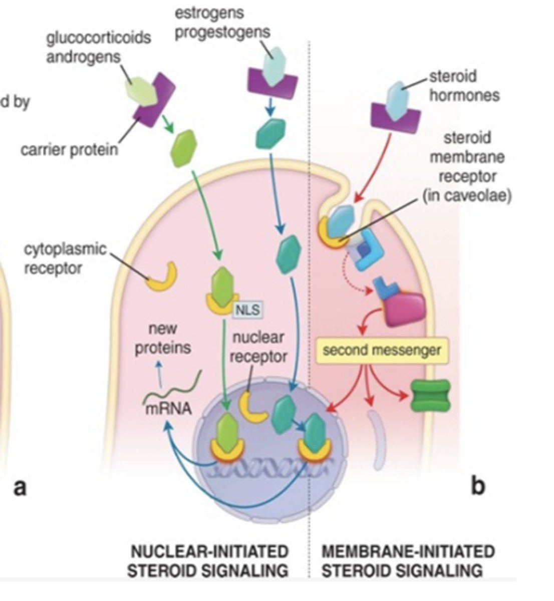 <p>How do lipophilic hormones act on target cells?</p>
