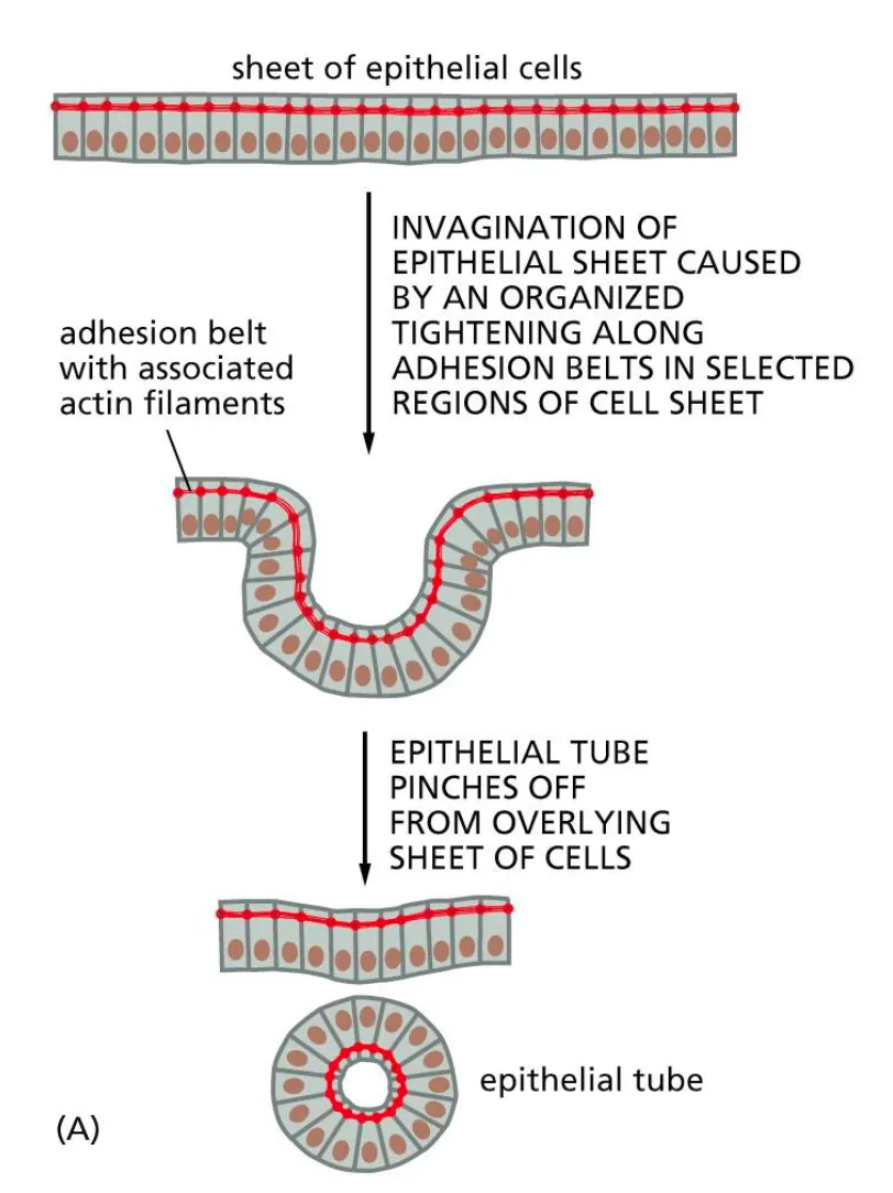 <p><span style="background-color: rgba(0, 124, 215, 0.094);"><strong><em><span>Contraction of the adhesion belt allows the formation of complex tissue structures. </span></em></strong></span></p><p><span><span>Formation of cysts via invaginations.</span></span></p>