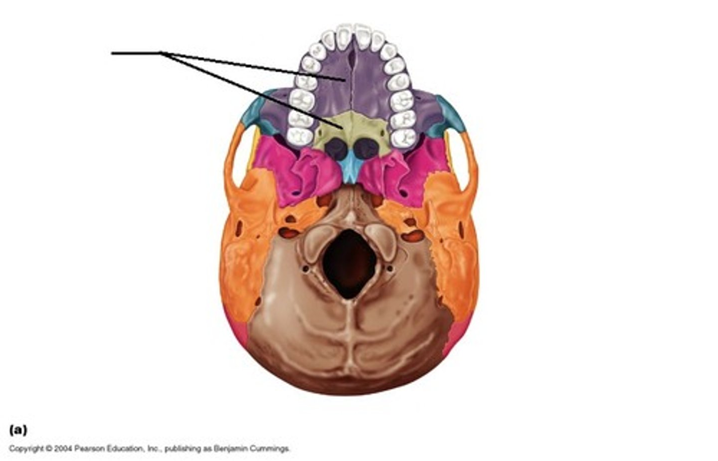 <p>Identify. Combination of 1/3 Palatine and 2/3 Maxillary Bones.</p>