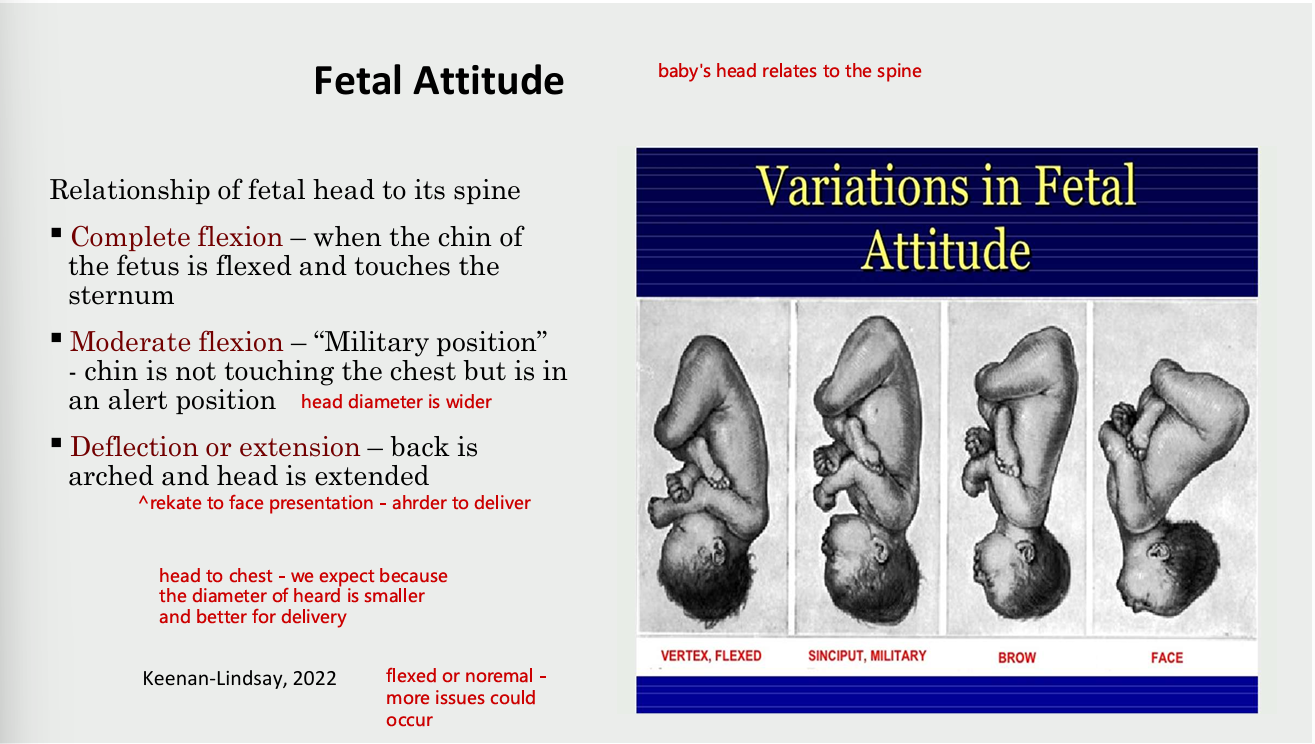 <ul><li><p>relation of fetal head to its spine</p><ul><li><p>complete flexion</p><ul><li><p>when the chin of the fetus is flexed and touches the sternum</p></li></ul></li><li><p>moderate flexion</p><ul><li><p>military position - chin is not touching the chest but is in an alert position (head diameter is wider)&nbsp;</p></li></ul></li><li><p>deflection or extension</p><ul><li><p>back is arched and head is extended (relate to face presentation - harder to delivery&nbsp;&nbsp;</p></li></ul></li></ul></li></ul><p></p>