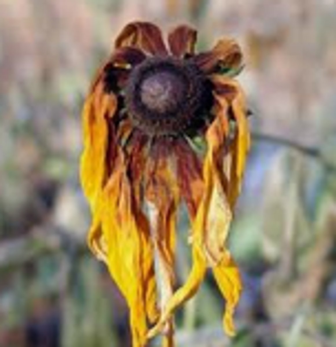 <p>(vi.) 消逝；萎縮</p>