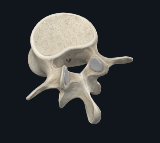 <p>What type of vertebra is this</p>