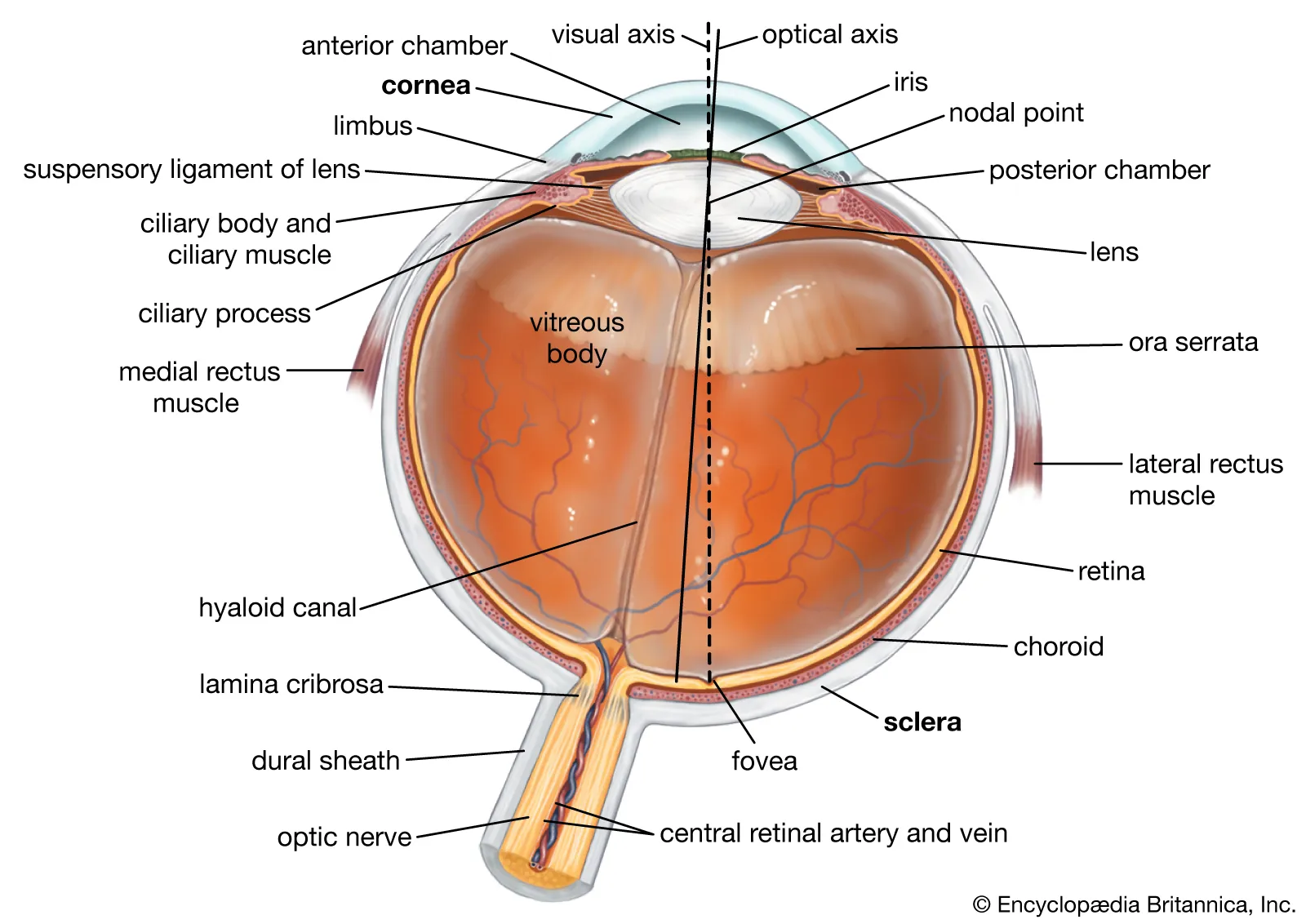 <p><strong>Eyeball</strong></p><p>• Peripheral organ of vision</p><p>• Composed of three concentric layers of tissue which enclose the lens, vitreous body and aqueous humor</p><p>1. External fibrous tunic</p><p>2. Middle vascular tunic – _____</p><p>3. Internal nervous tunic - _____</p>