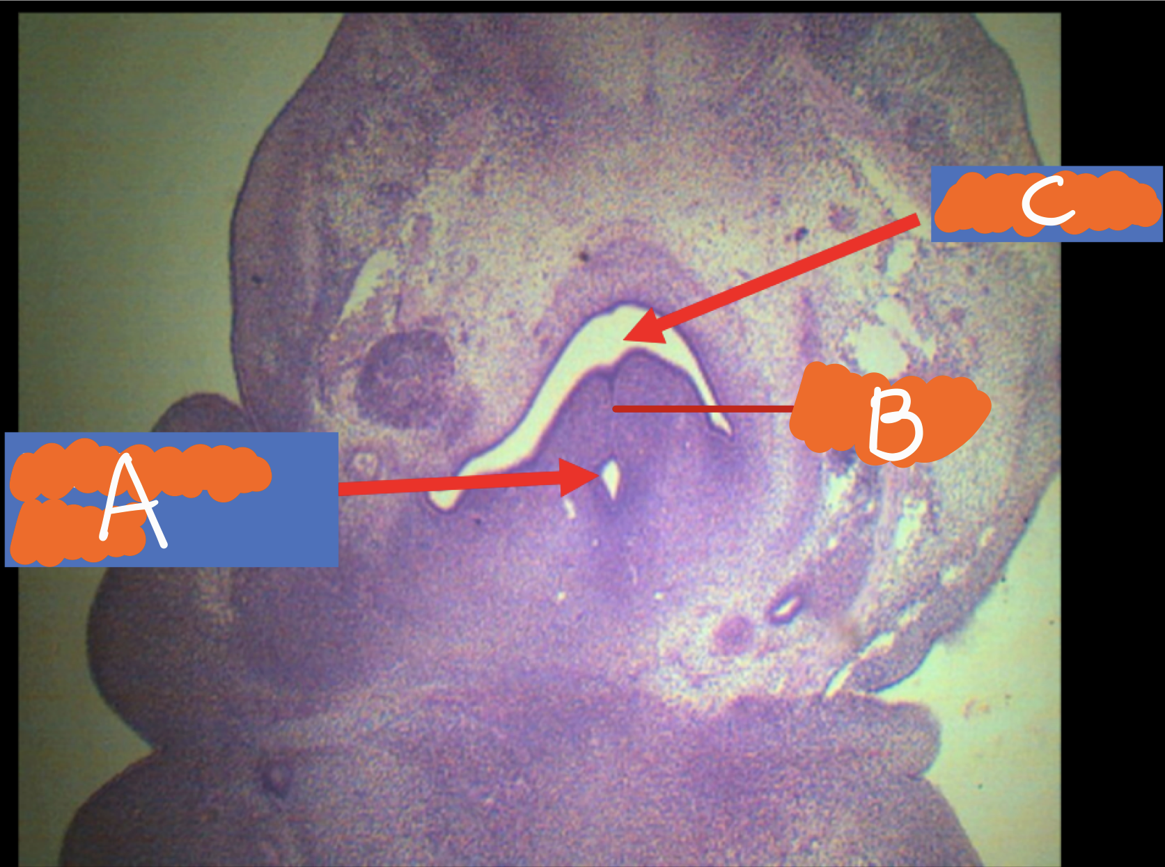 <p>Identify the structures</p>