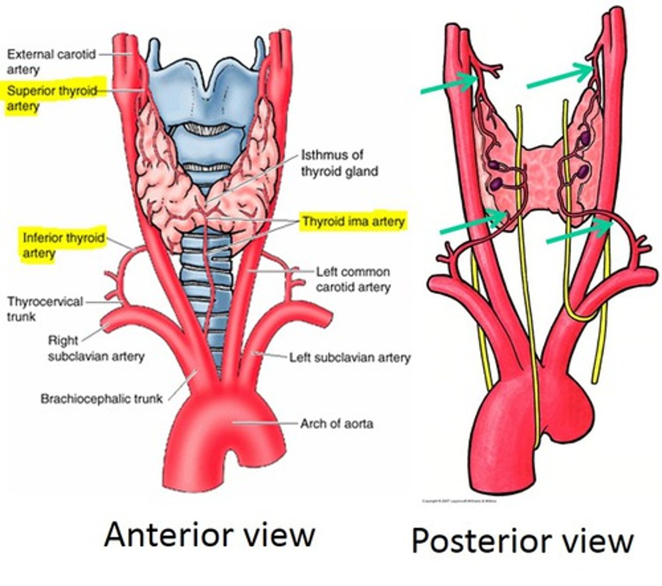 <p>- Superior thyroid artery</p><p>- Inferior thyroid artery</p><p>- Sometimes, thyroid ima artery (remnant/variant)</p>