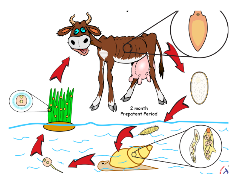 <p>Life cycle of?</p>