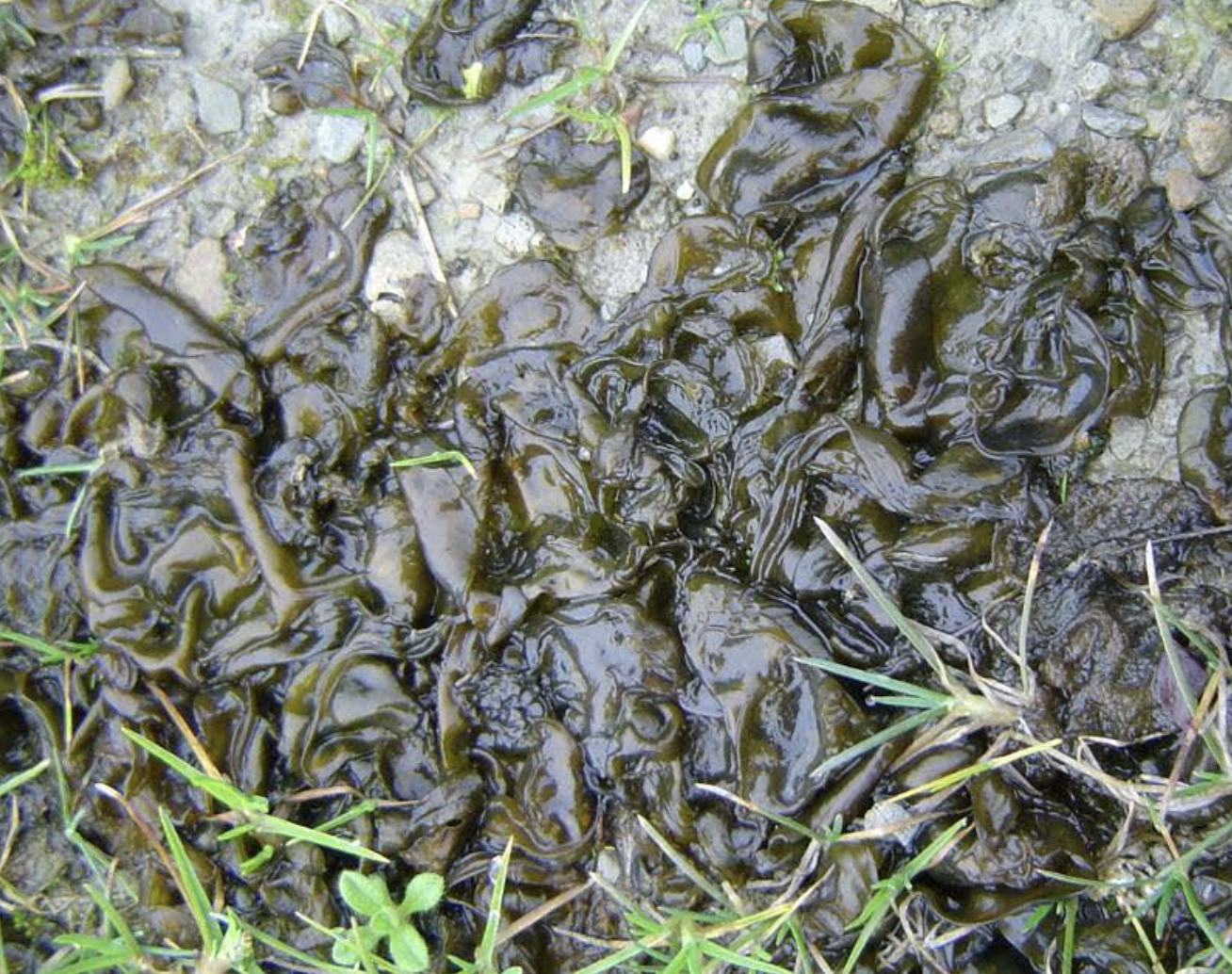 <p>Identificar la alga </p>