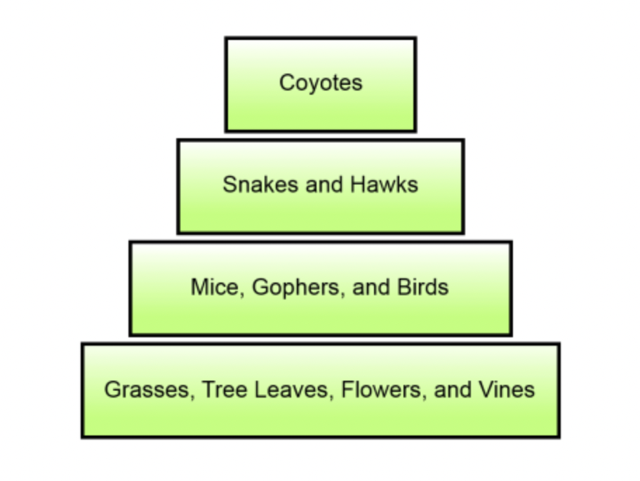 <p>An energy pyramid representing a forest ecosystem is shown below. Which level of the energy pyramid represents the forest&apos;s secondary consumers?</p>