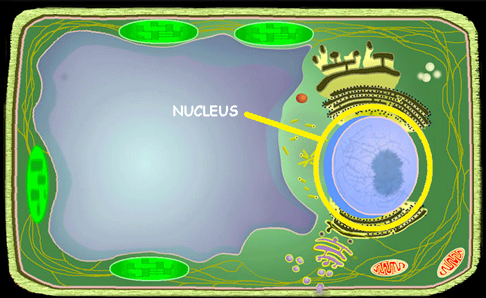 <p>Nucleus</p>